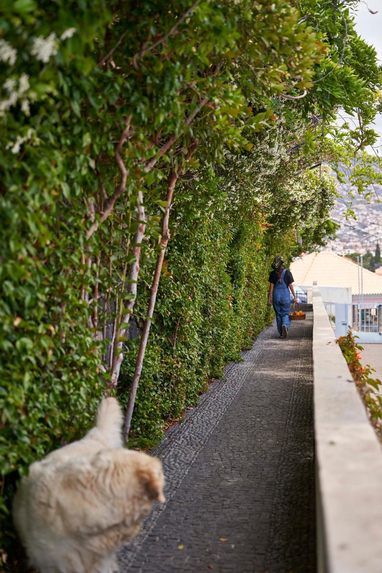 Bordal Houses Funchal  Eksteriør billede